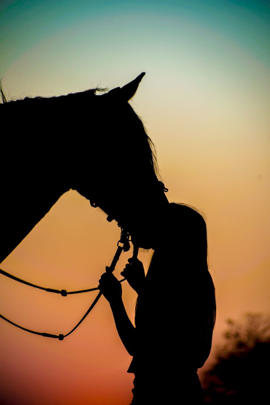 Rakkaus hevoseen